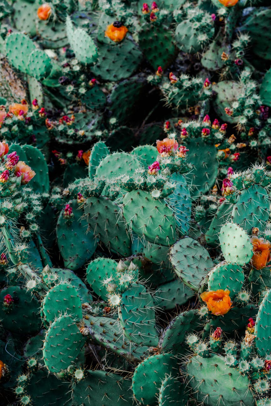 Plants have stable mitochondria but we don’t. It comes down to a single gene.