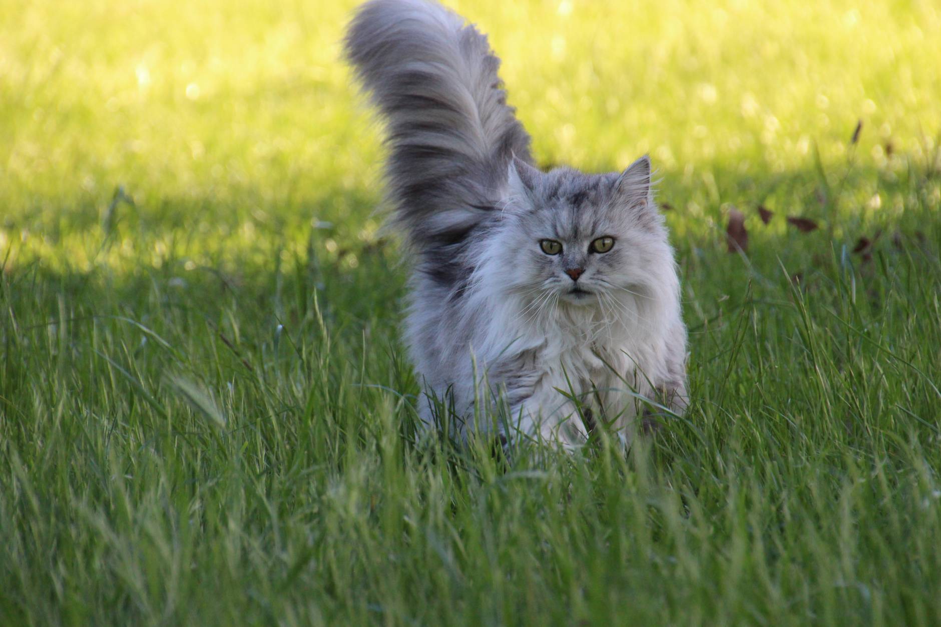 The story of domesticated cats likely involved protecting crops