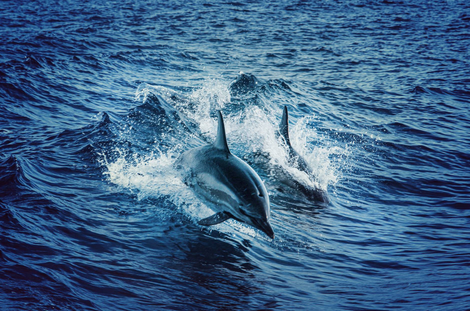 Dolphins choose their friends carefully