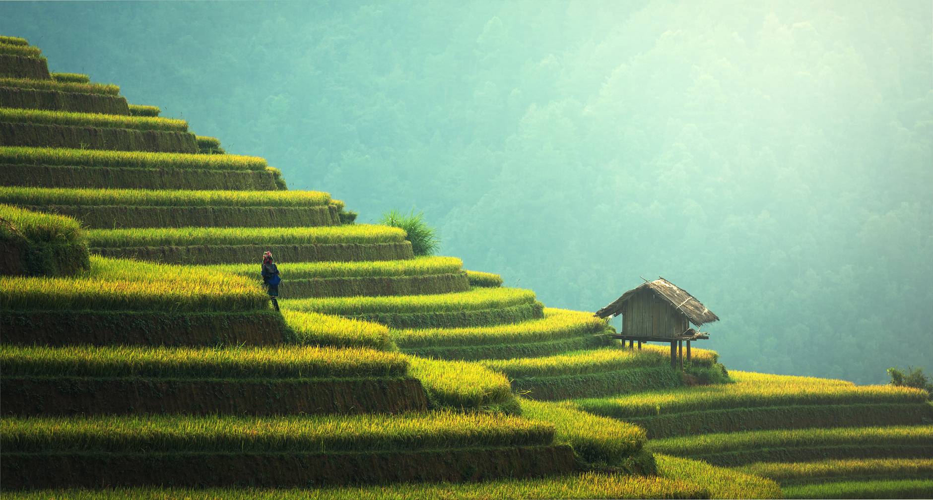 Agronomists designing a sturdier rice variety to withstand typhoons