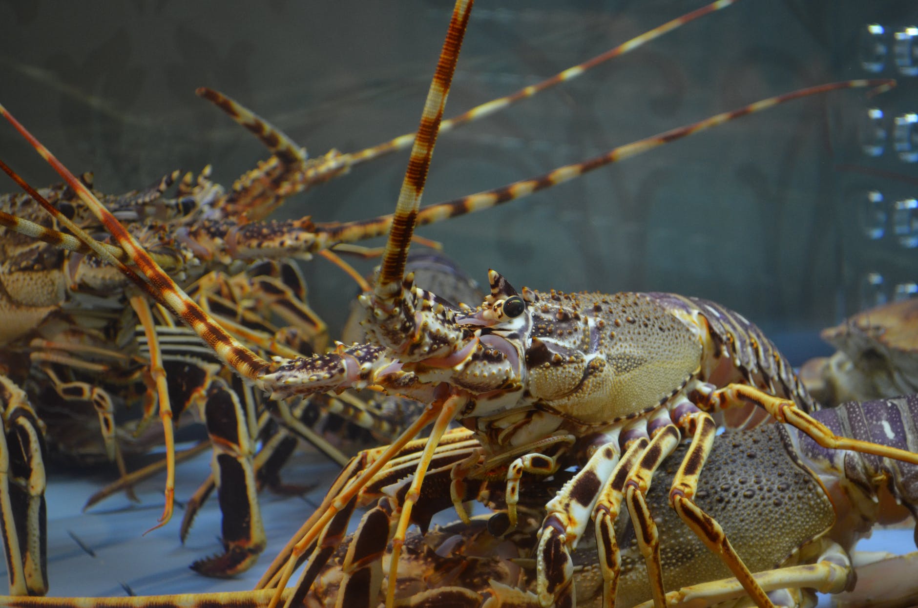 Microplastics are killing lobsters at each stage of development