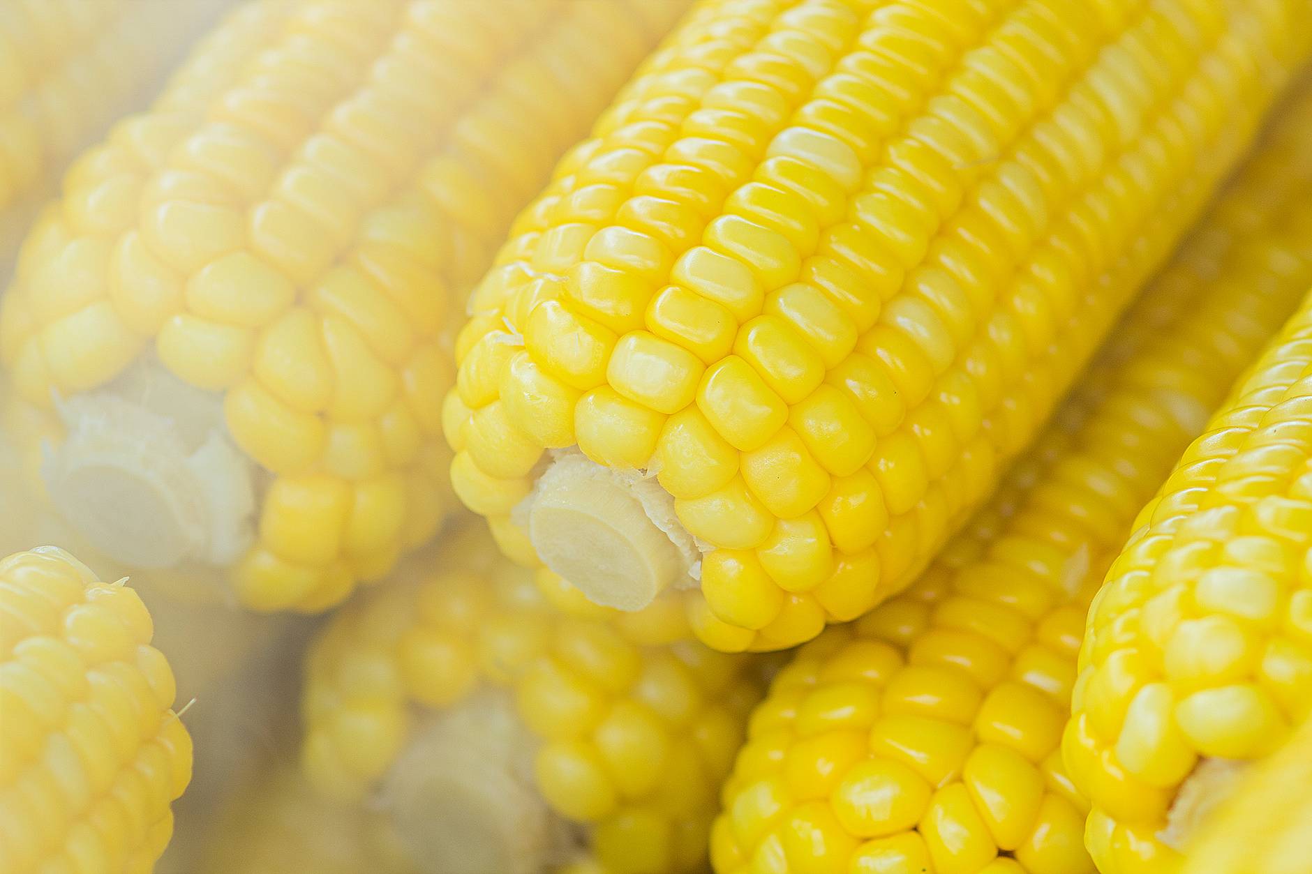 Under the hood, not all corn have the same genetics