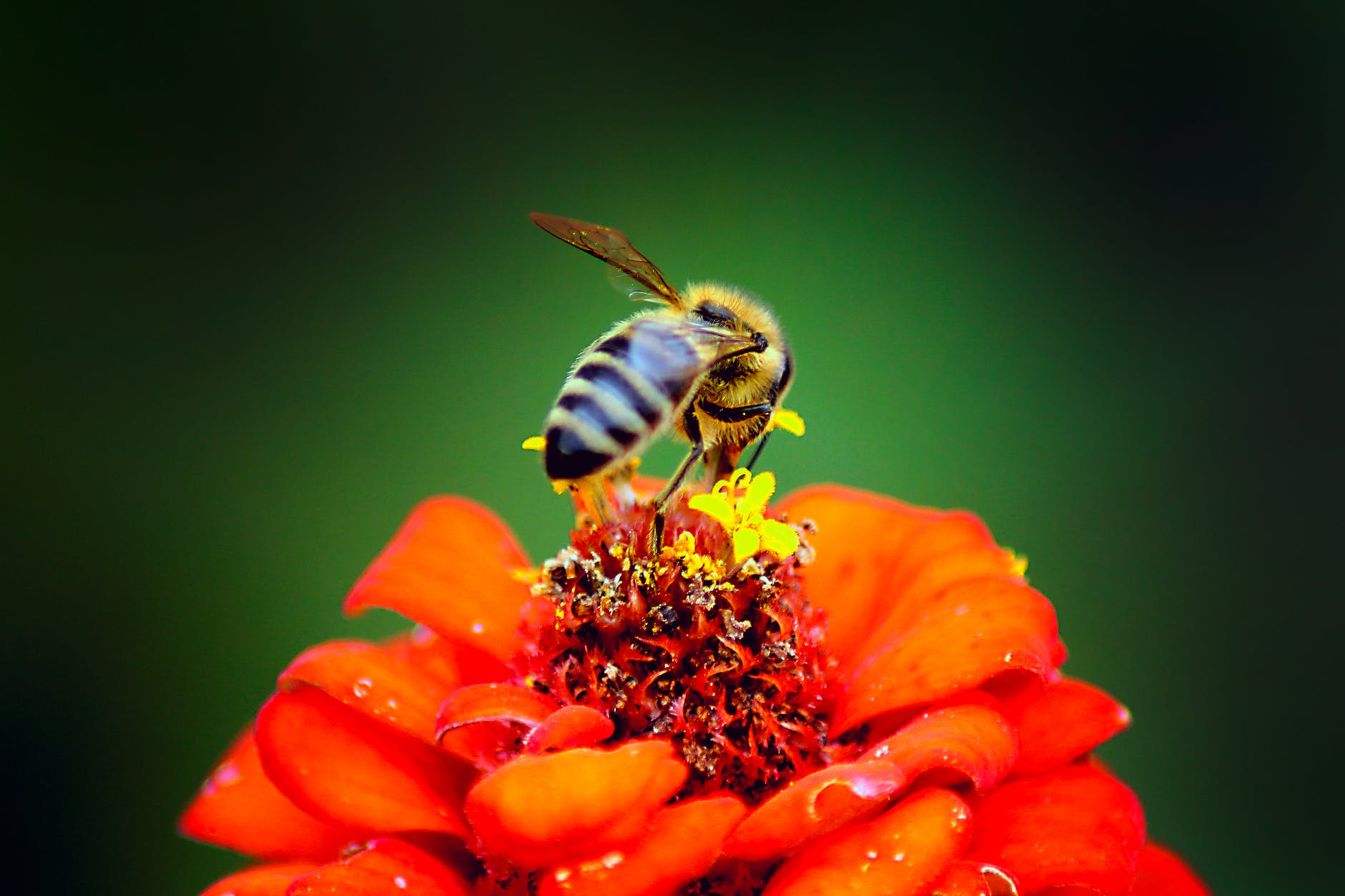 Declines in bee populations is beginning to impact the world’s crop yields