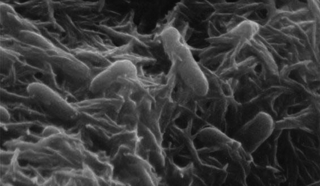 Metal-breathing bacteria may be the future of electronics