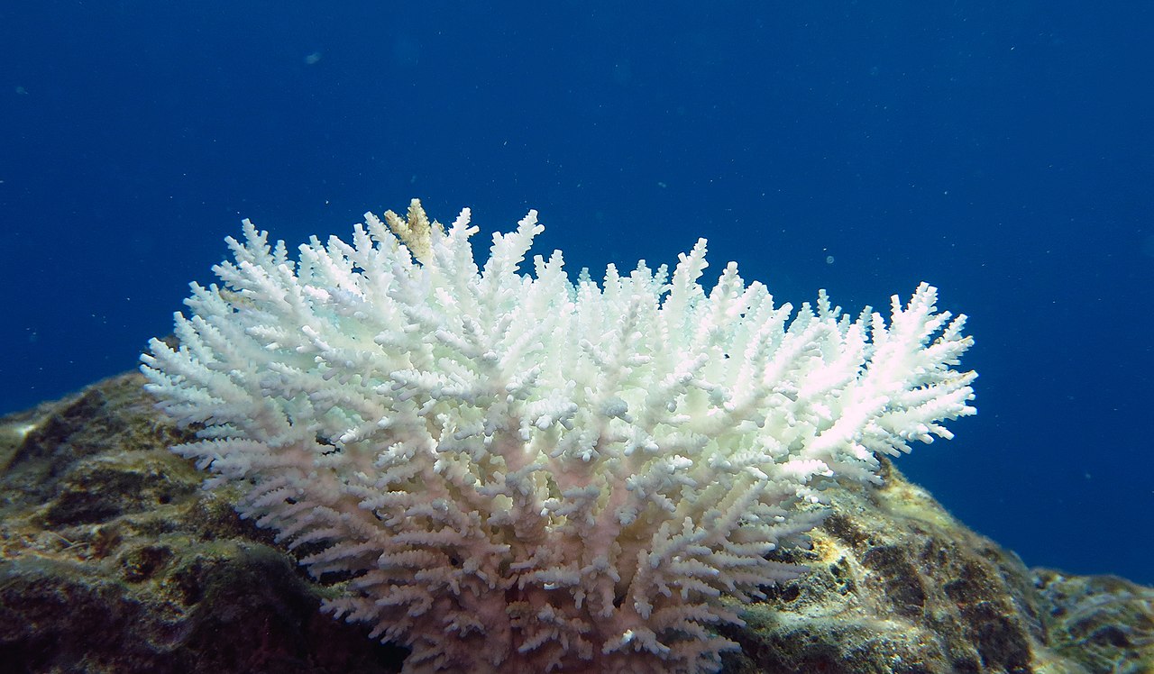Nutrients may actually make coral bleaching worse
