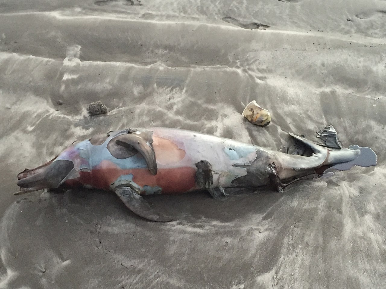 Dolphins and whales are absorbing all sorts of damaging   pollutants and we’re to blame