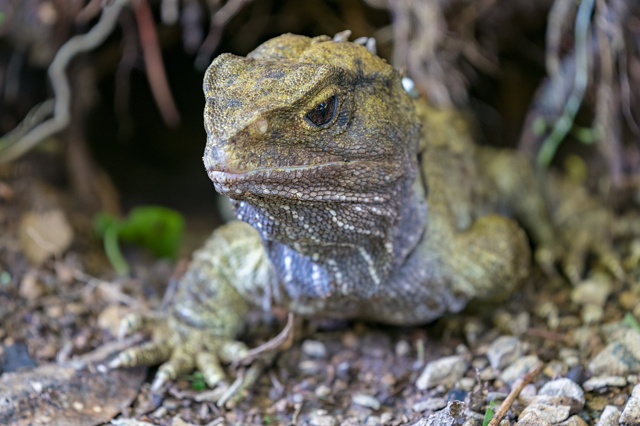 A reptile’s past provides clues how to ensure its future