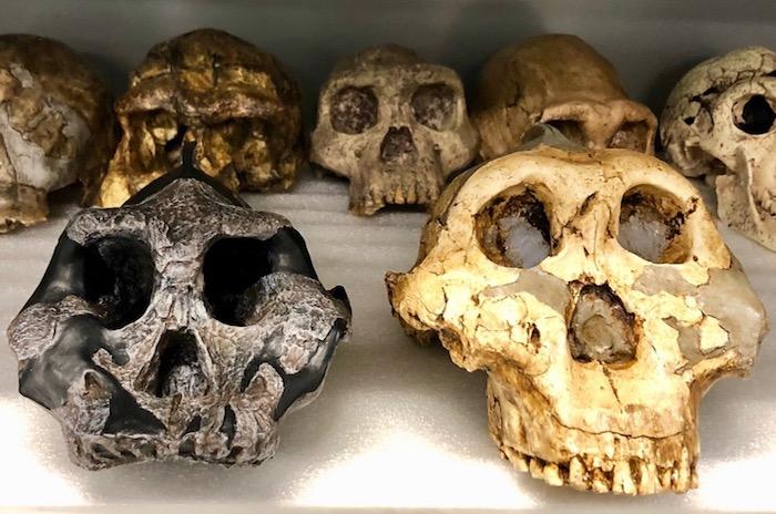 Changing landscapes forced ancient hominins and animals to alter their diets