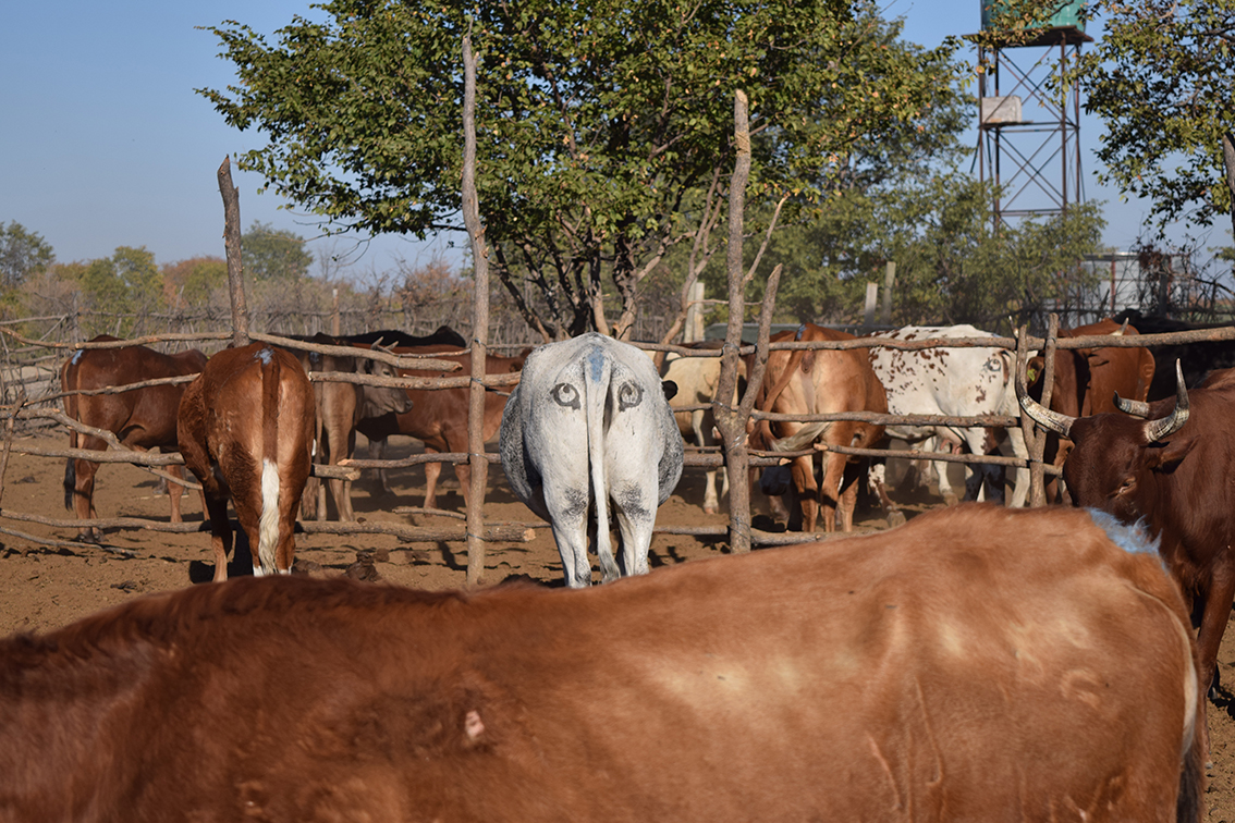 Painting eyes on the cattles’ behinds discourage lion attacks (seriously)