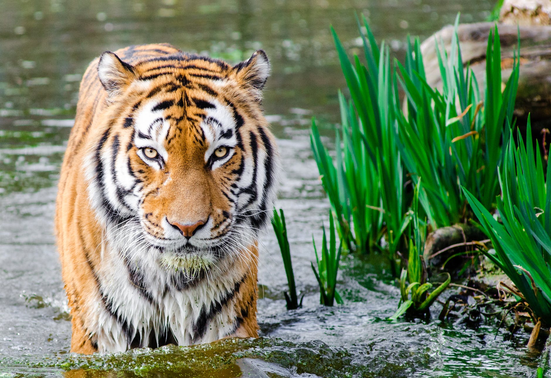 The Daily Dose: After decades of decline, wild tigers are making a comeback