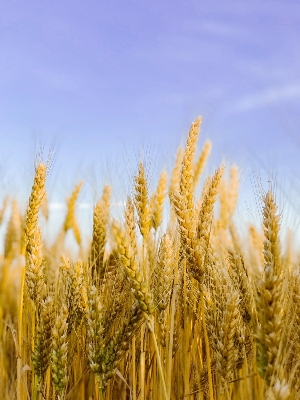 Thank this breed of wheat for the bread you eat