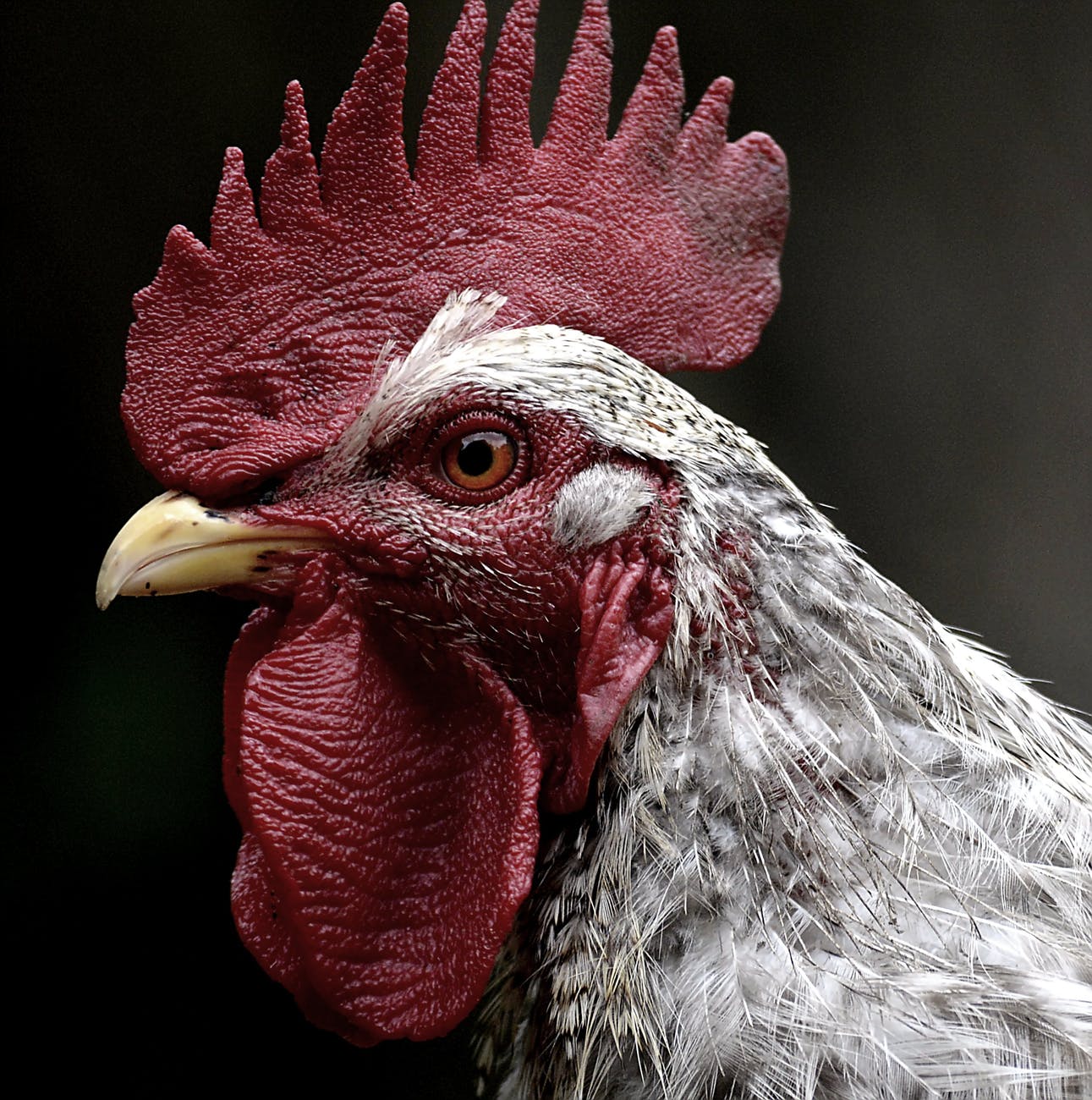 Domesticated chickens: Bigger body, smaller brains