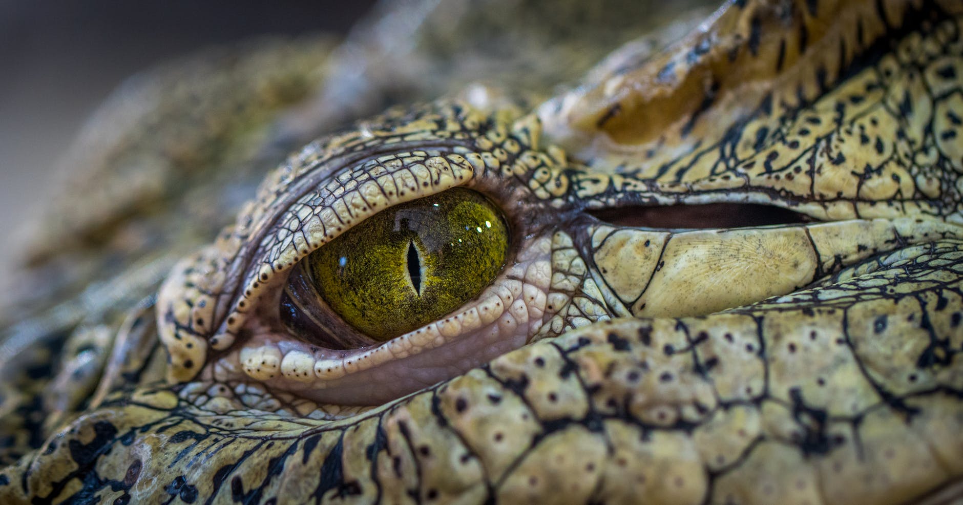 Those crocodile tears are pretty realistic.