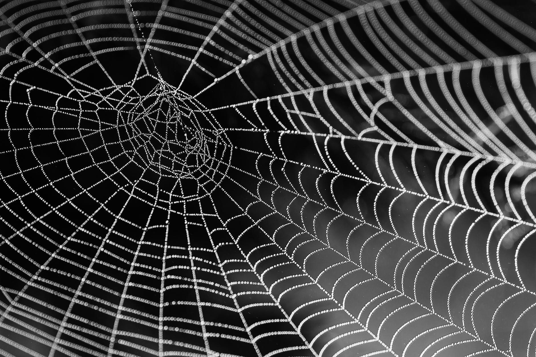 Spider-silk based material heals and protects simultaneously