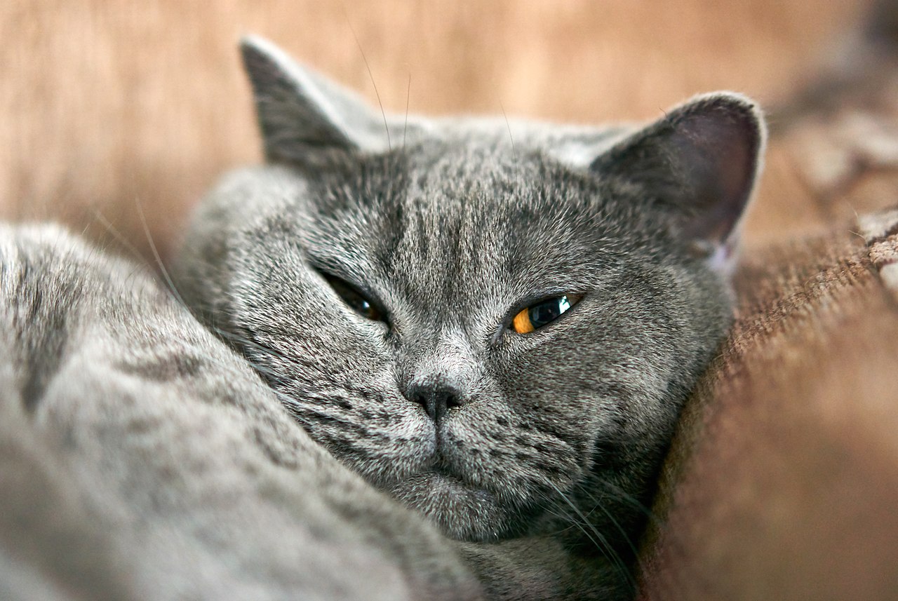 New data on SARS-CoV-2 infection of domestic cats
