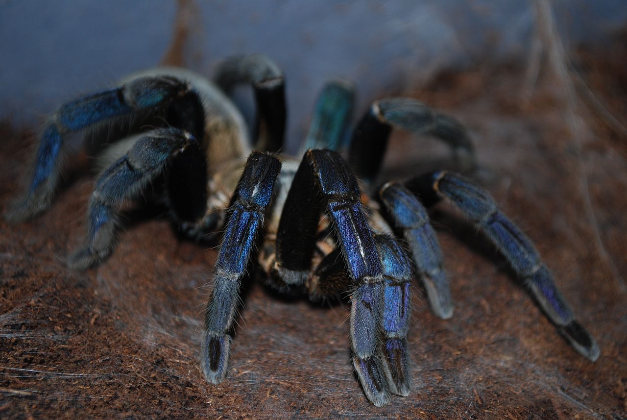 Vibrant coloring in tarantulas may be for mating