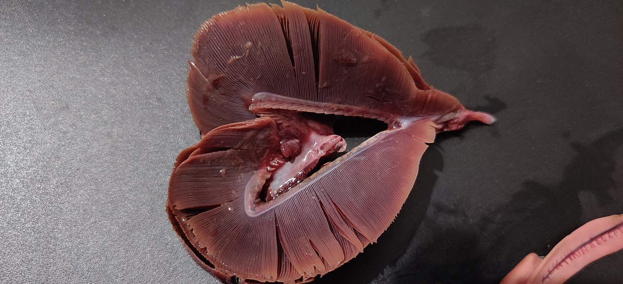 Researchers pinpoint the genomic changes that led to gill covers.