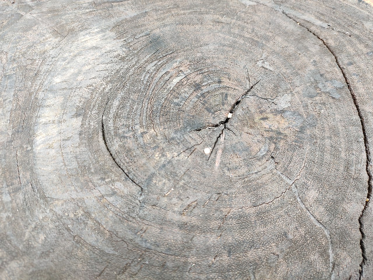 Arctic pollution is worse than ever according to tree rings