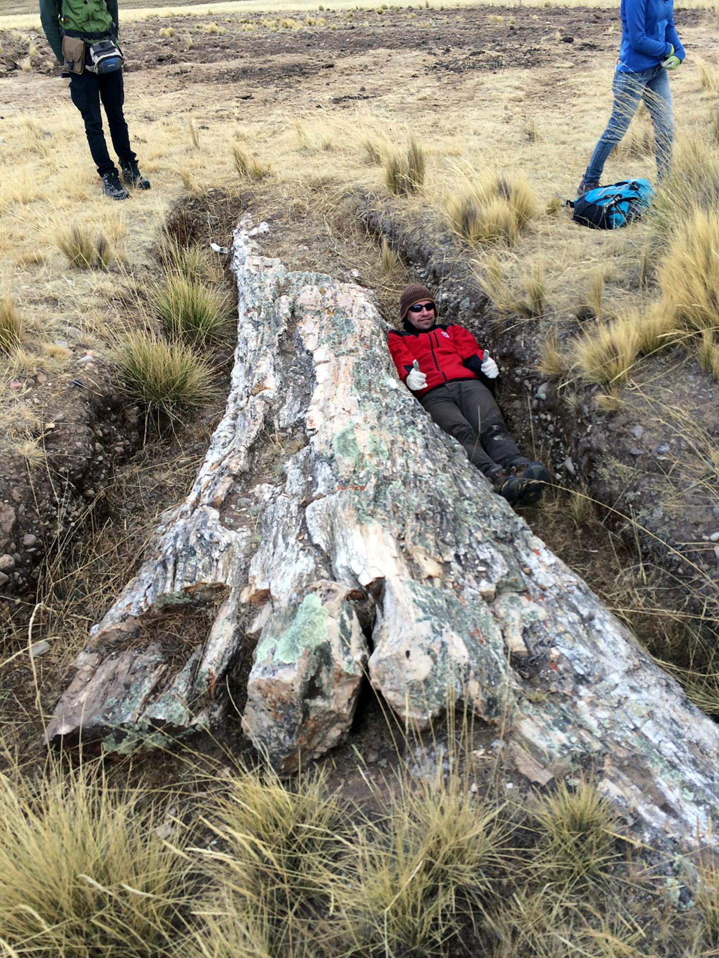 Plant fossil models continue to confound climate models