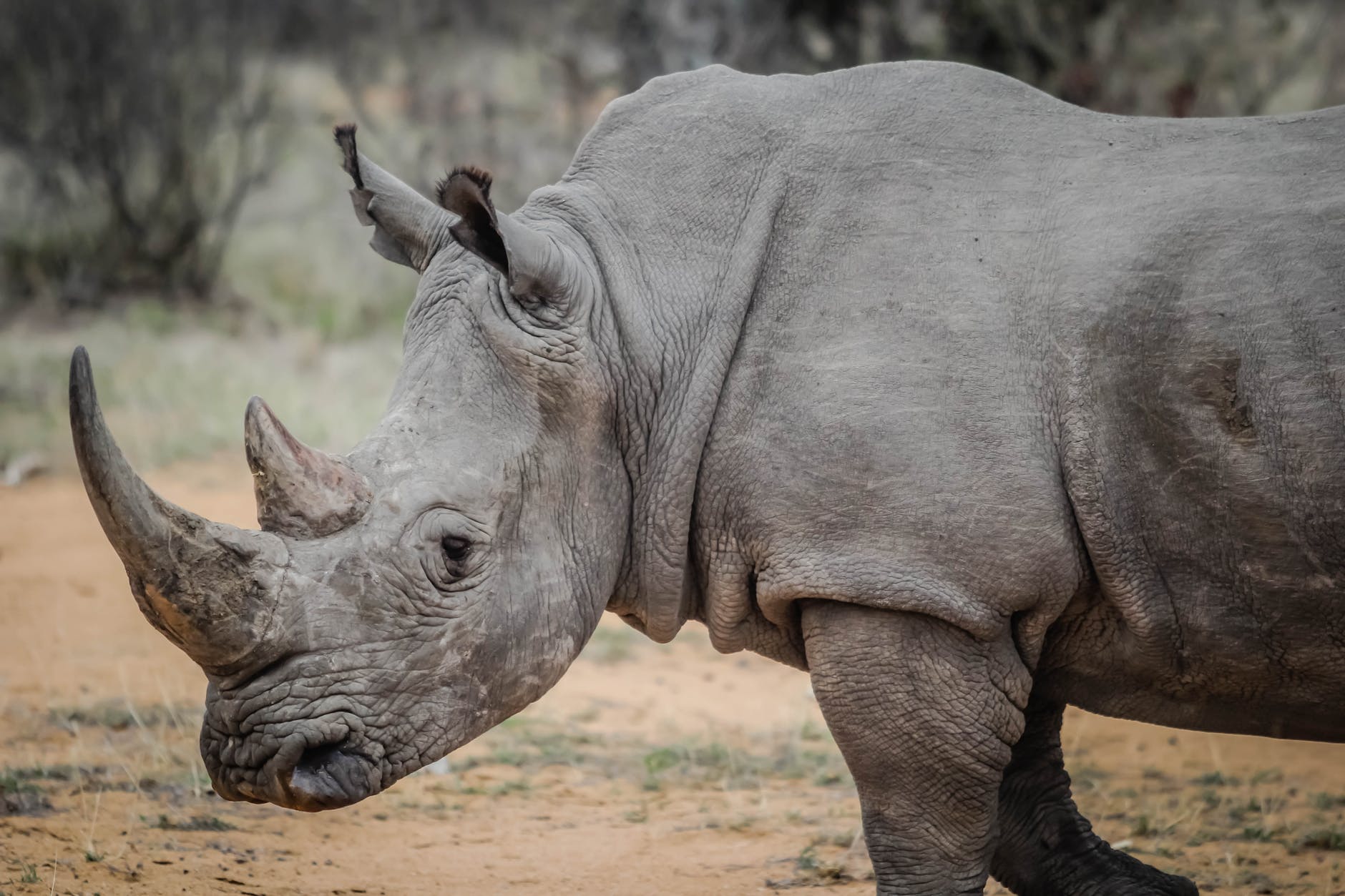 Technology lends a hand keeping rhinos safe from poachers