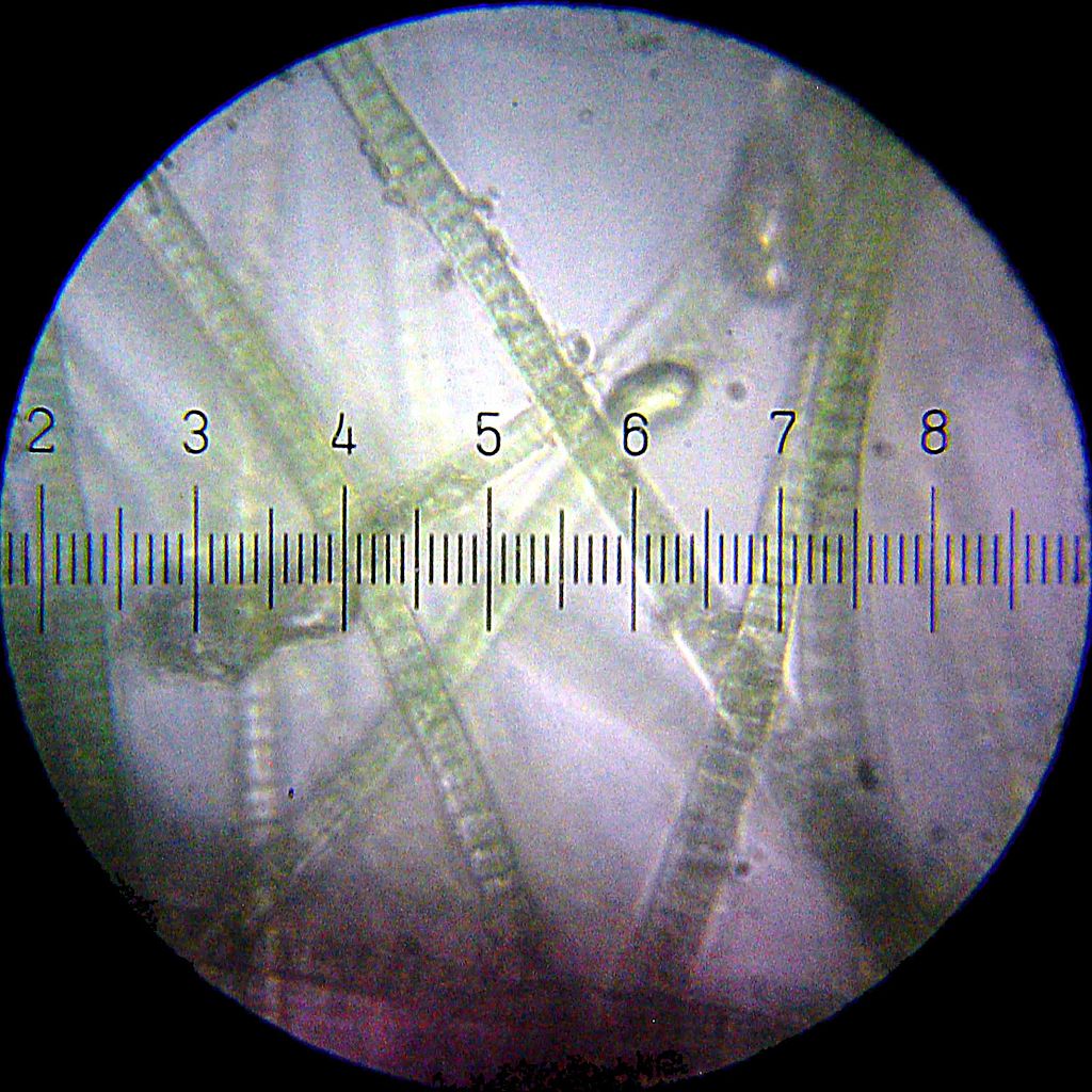 Scientists are trying to turn cyanobacteria into biotech factories.