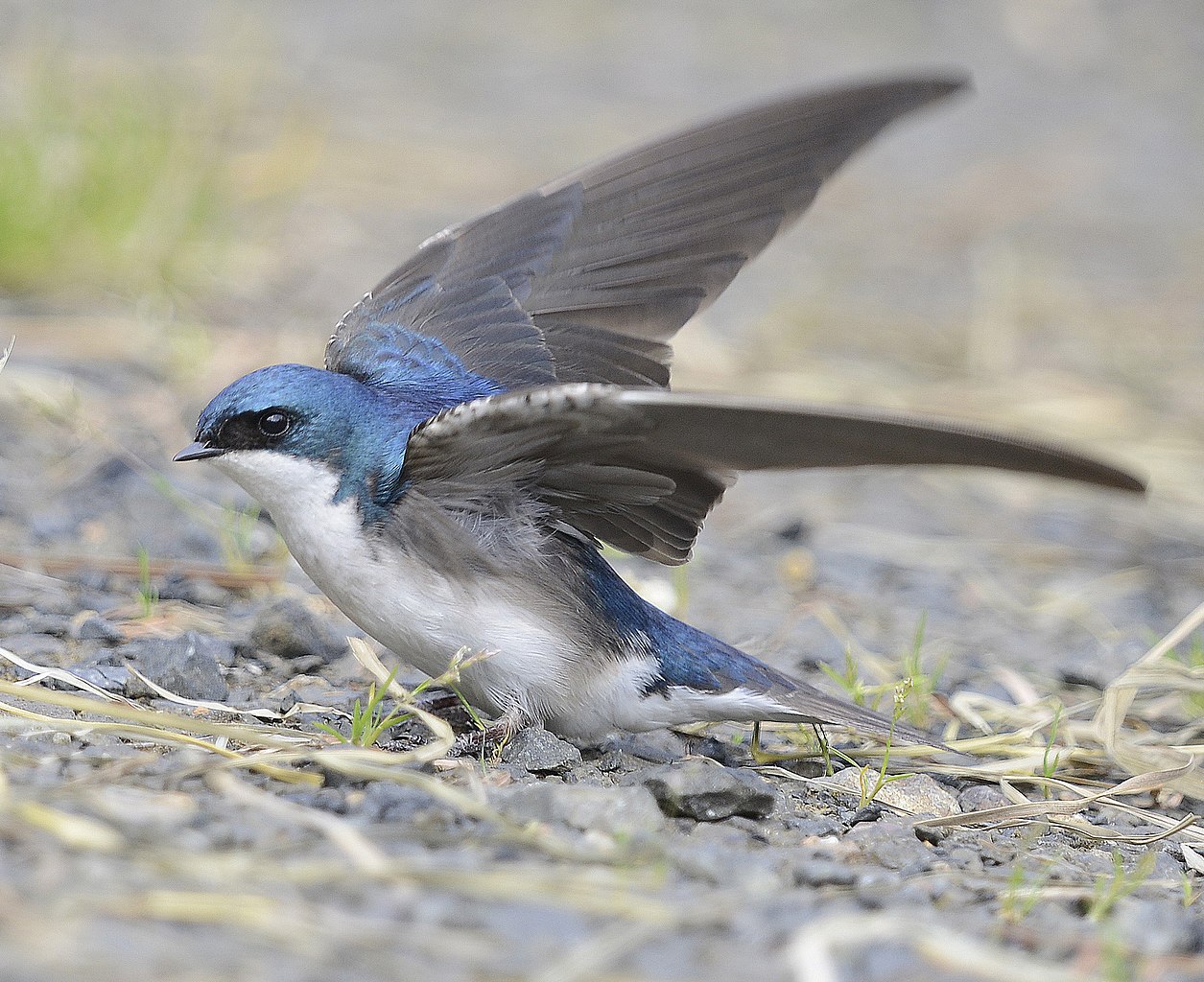 Birds are adjusting to climate change and starving in the process.