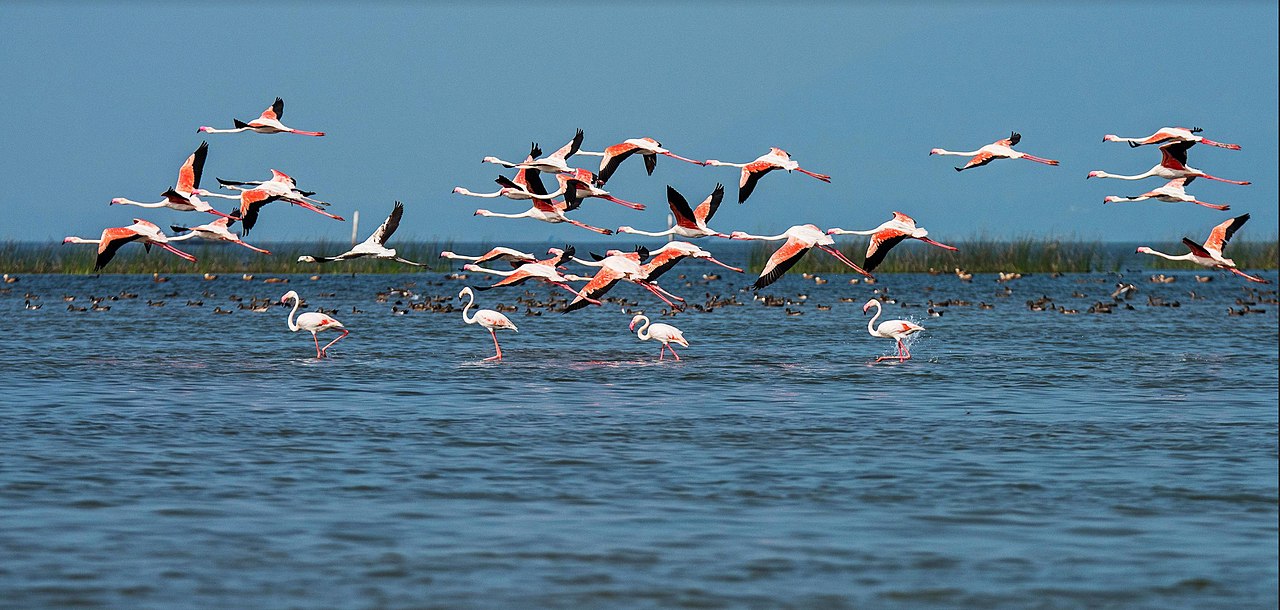 Climate change is starting to throw off migratory birds’ way home.