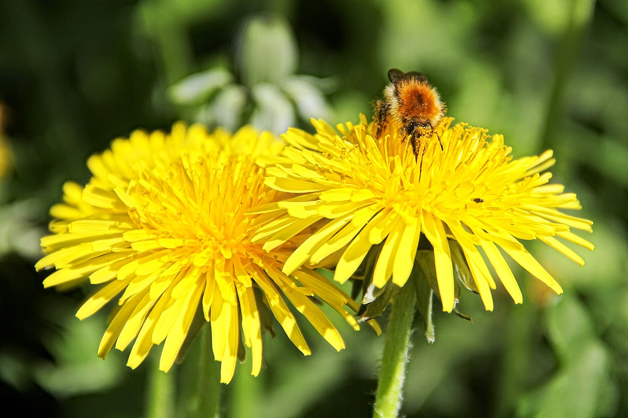 Pesiticides and loss of plants are killing wild bees.