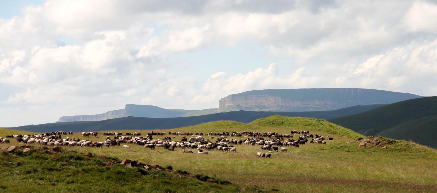 Bronze Age pastoralists were less mobile than thought.