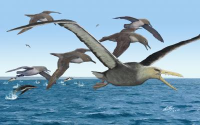 Fossils of massive extinct birds discovered in Antarctica.
