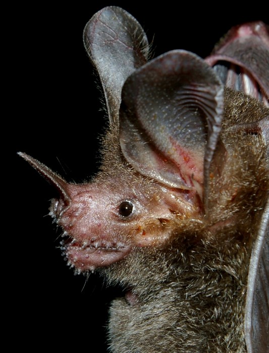 Fringe-lipped bat can even hunt silent prey at night.