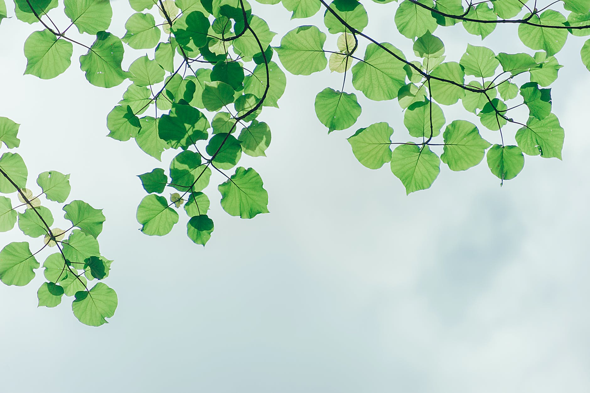 Plant tips tend to avoid infections. Here’s why.
