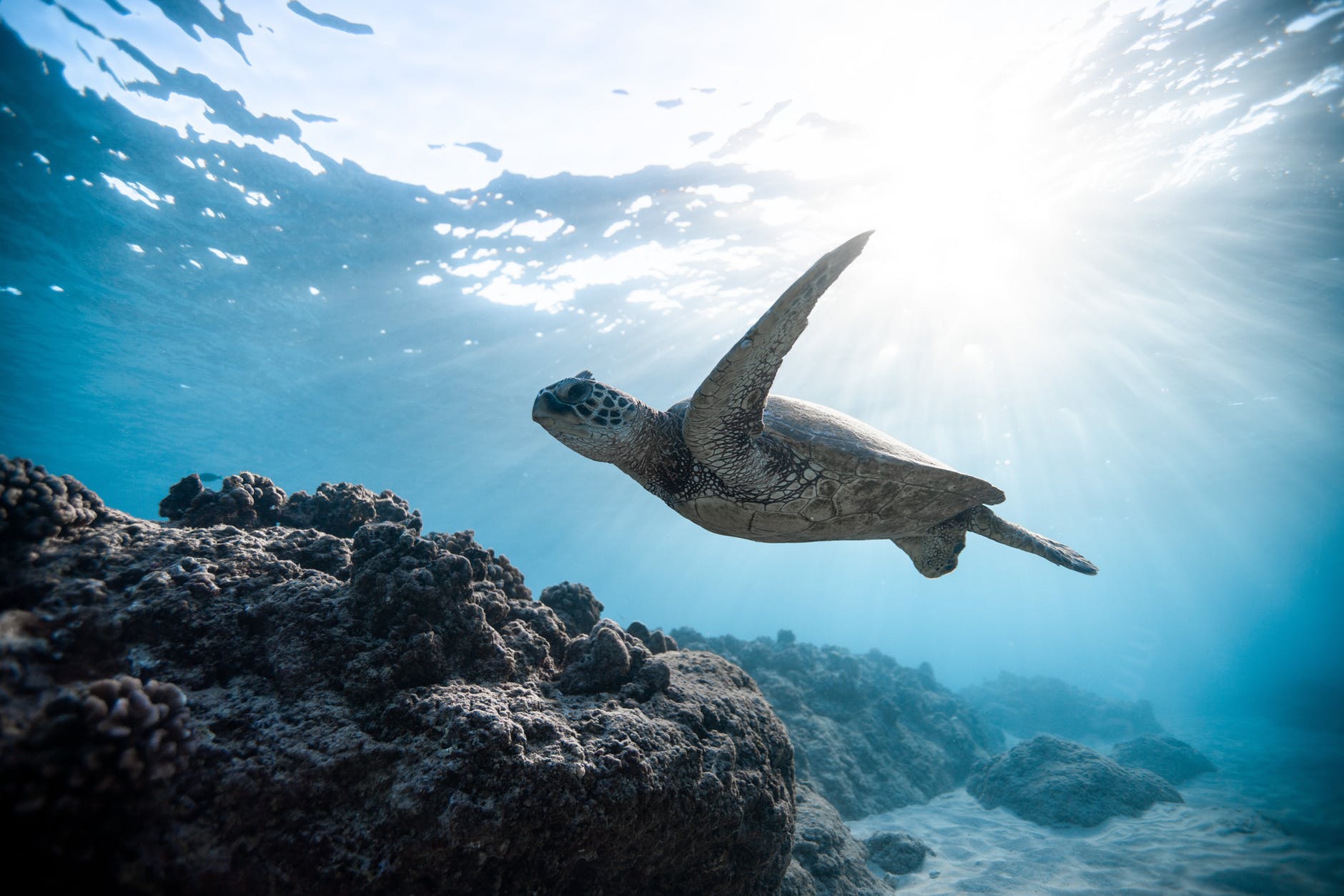 Sea turtle sightings have mysteriously declined.