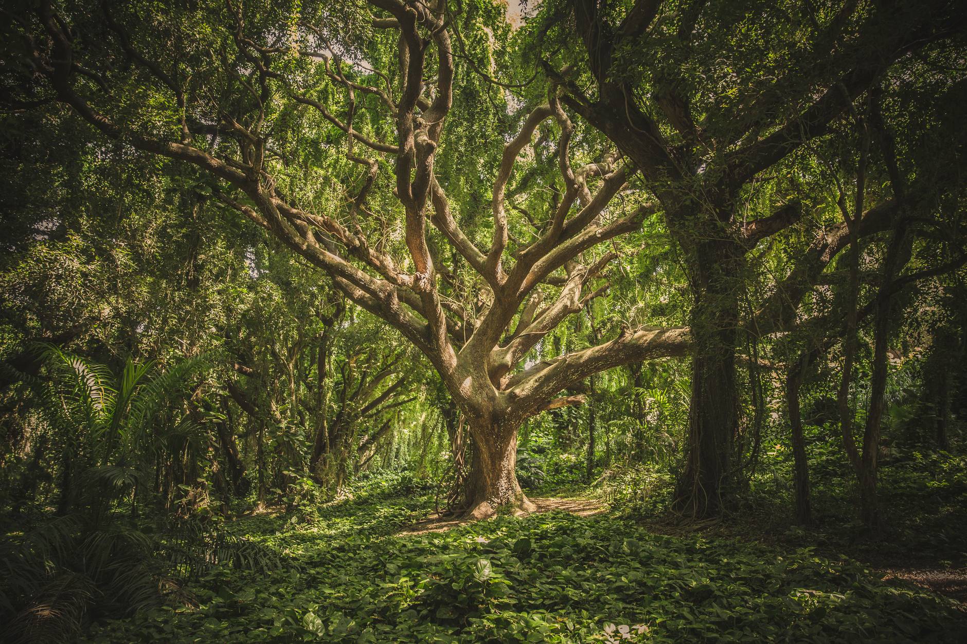 Trees benefit society, study.