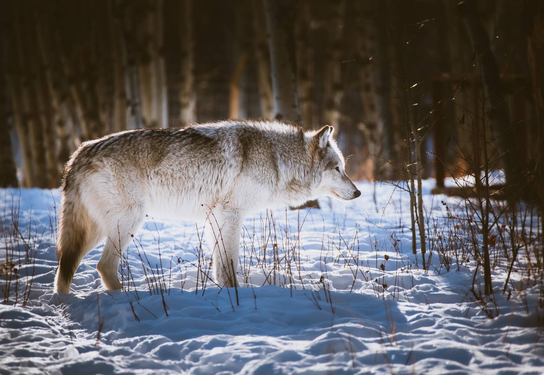 Loss of habitats hit apex predators first.
