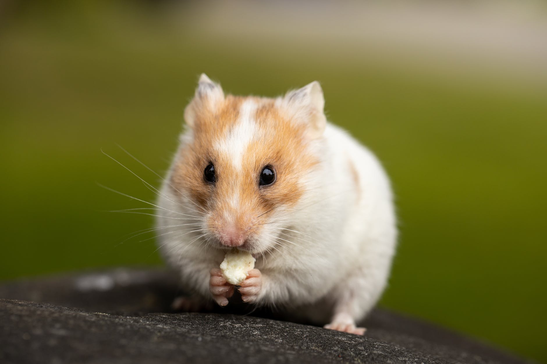 Hydroxychloroquine is useless in hamsters (probably people too).