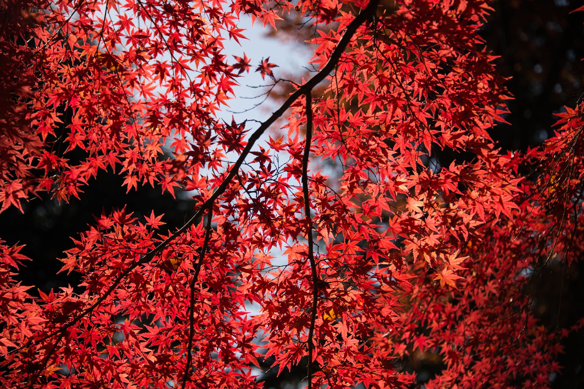 Red maples prefer bright lights, big cities.