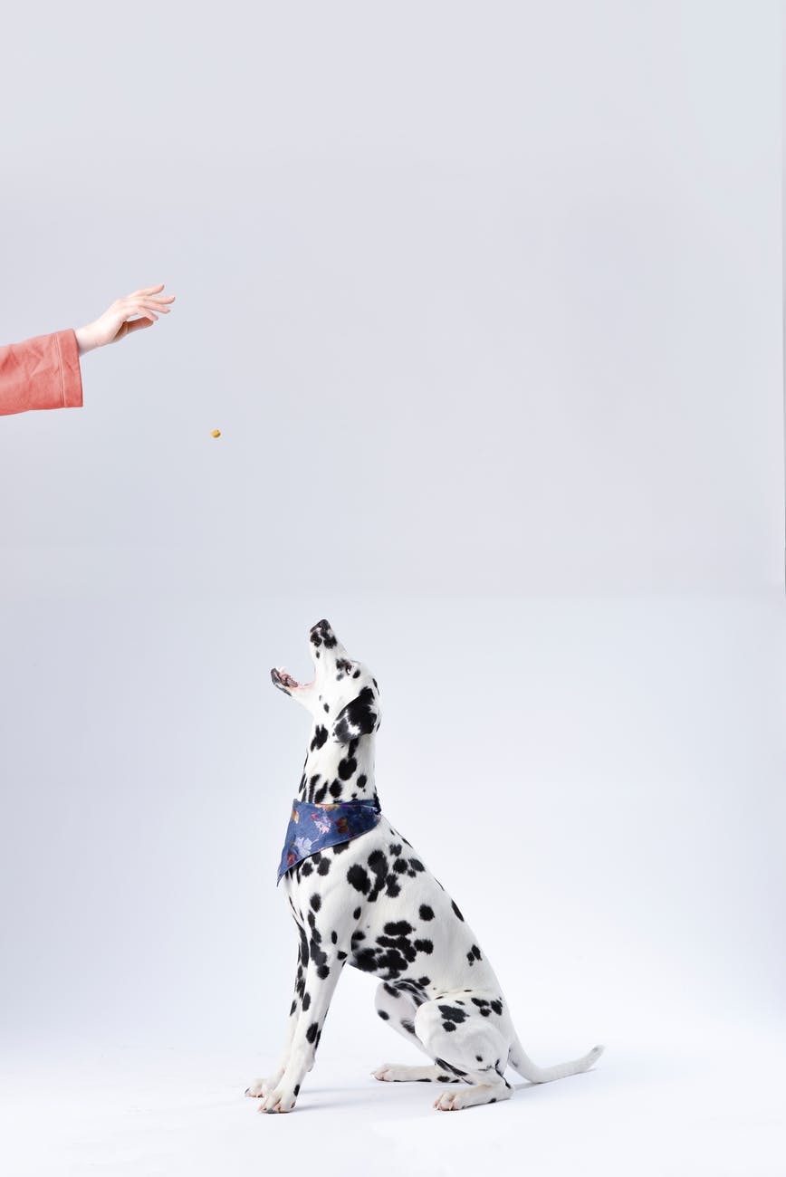 Training a robot is like training a dog, literally.