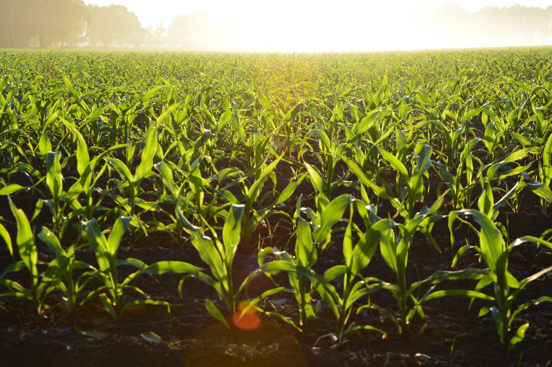 Agricultural practices are creating serious environmental problems, study.