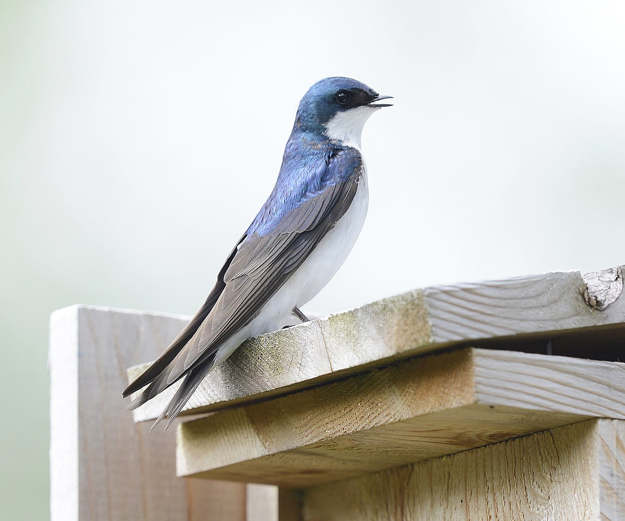 City birds make trade-offs for survival.
