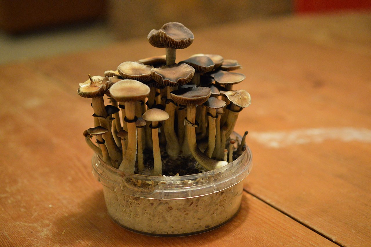 Ohio State Trial Tests Psilocybin Therapy for Depression in Lung Cancer Patients
