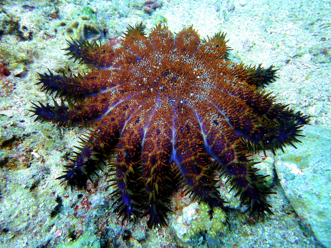 Crown-of-Thorns have an internal GPS.