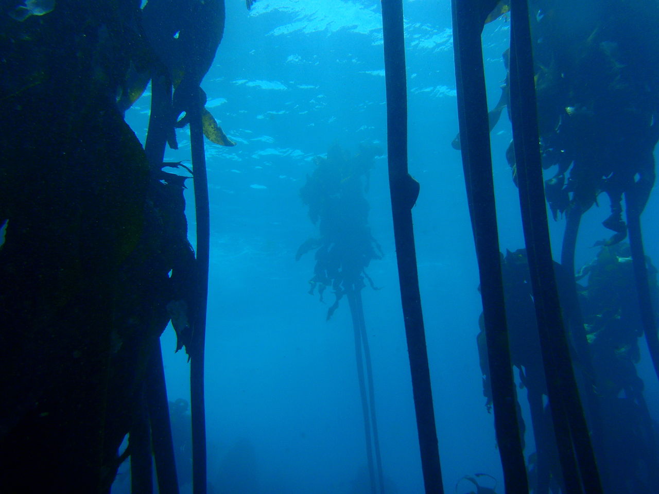 Kelp may be key to alleviating ocean acidification.