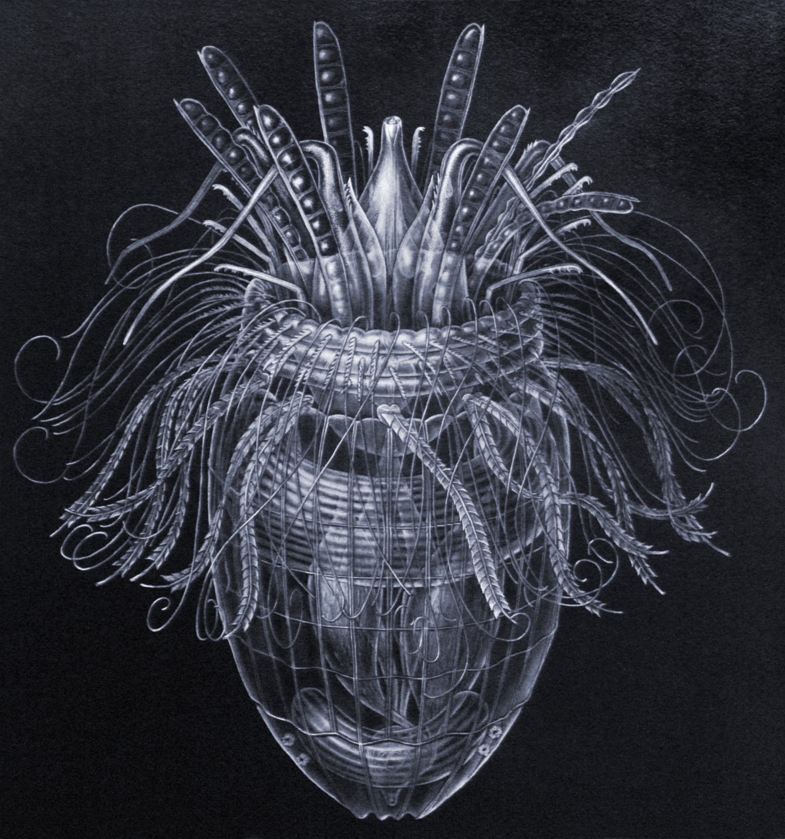 New species of spiky headed invertebrate discovered.