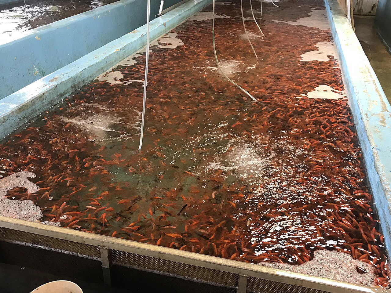 The Daily Dose: Organized crime and the global fish industry; Black Beauty meteorite shakes things up.