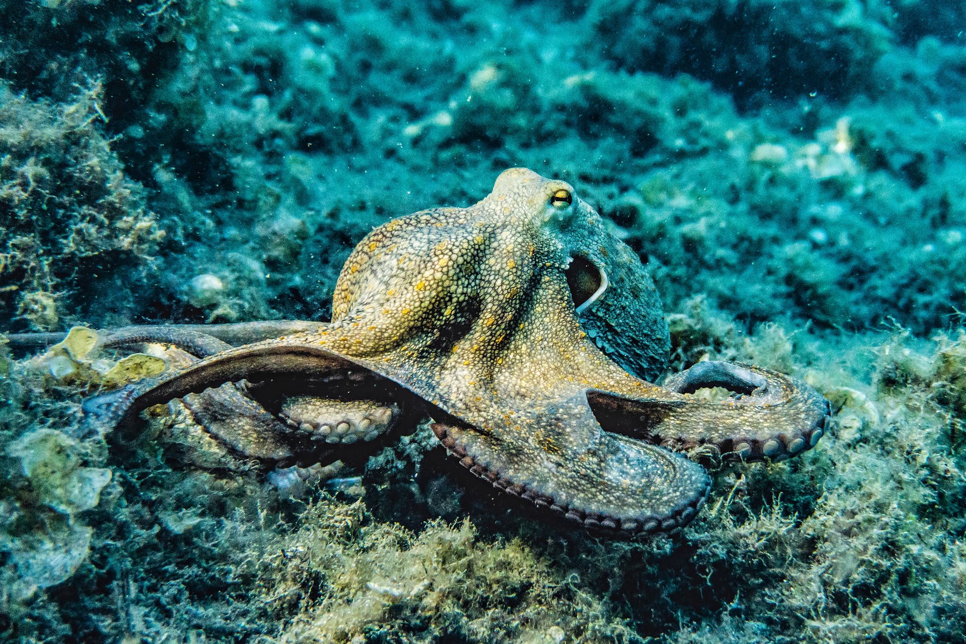 Does each octopus arm think on its own?