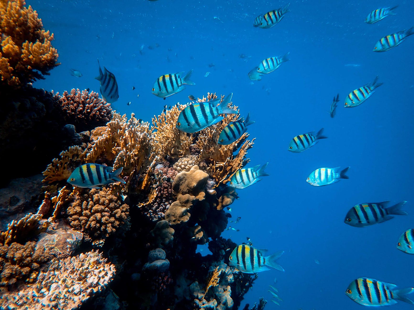 Environmental genomics meets coral conservation.