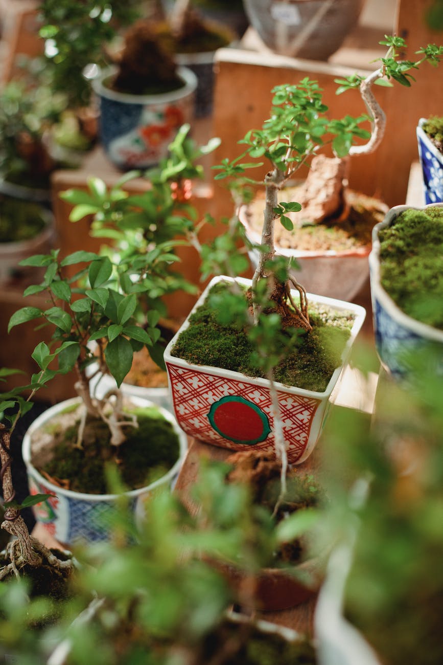 New plant list attempts to be the most exhaustive catalogue.