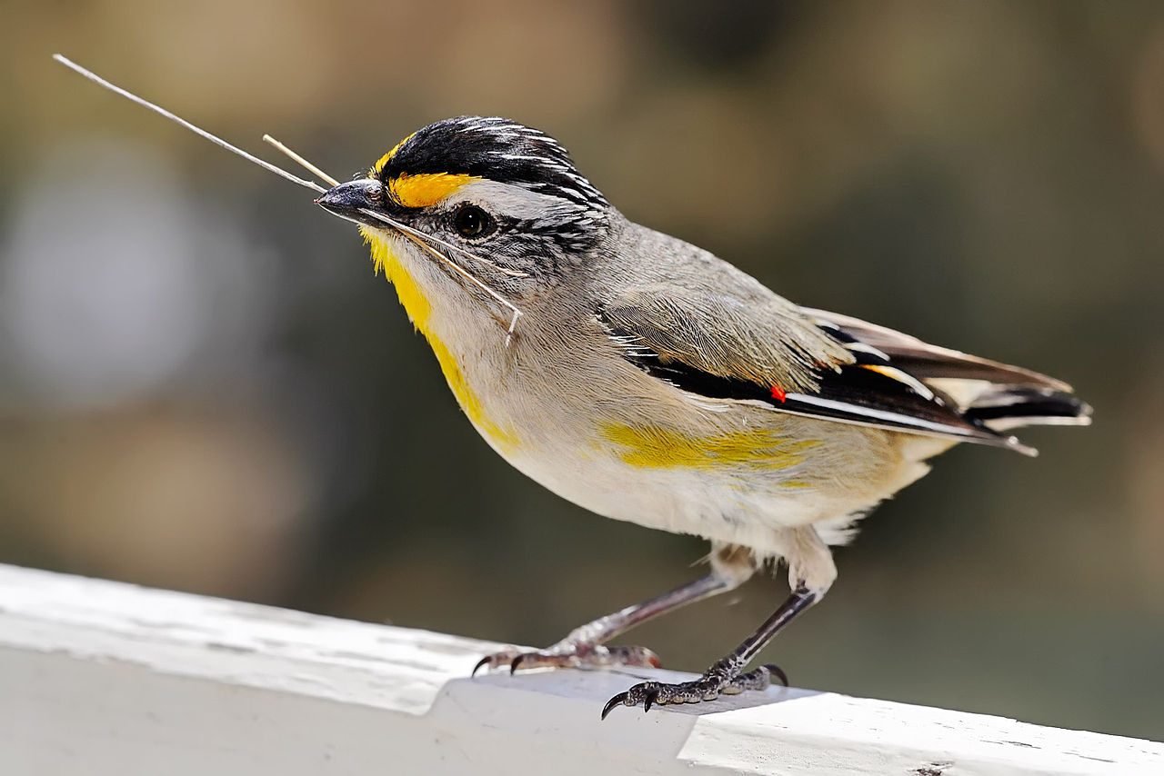 Habitat does not influence bird song frequency, study.