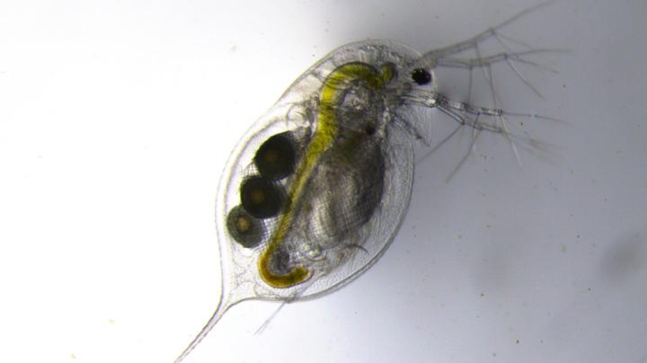 Water flea offers clues on adaptive evolution.